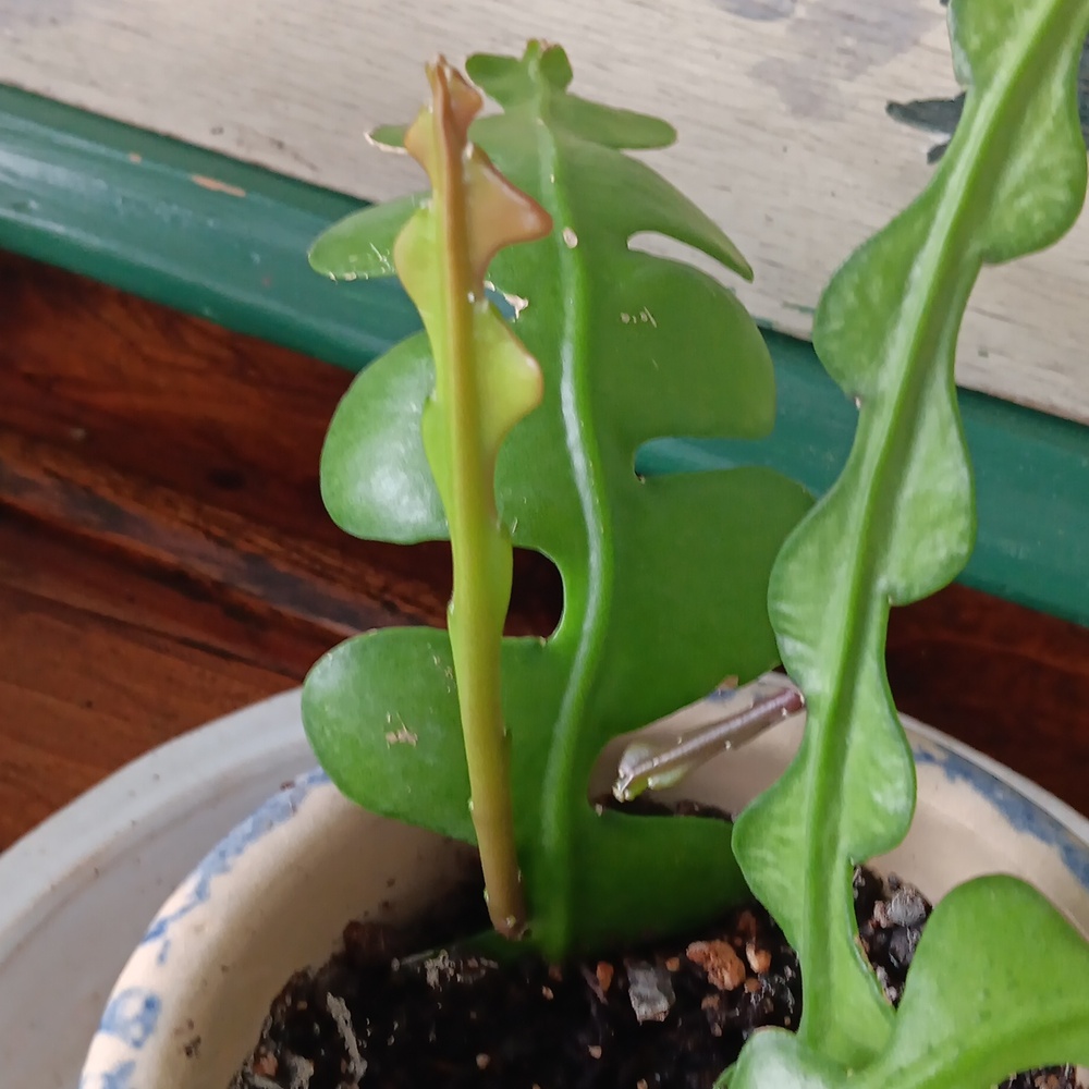 ZIGZAG CACTUS ( Fishbone Orchid Cactus ) - Picture 3 of 5